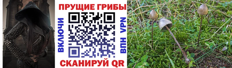 Галлюциногенные грибы Psilocybe  Купить где  Костерёво 